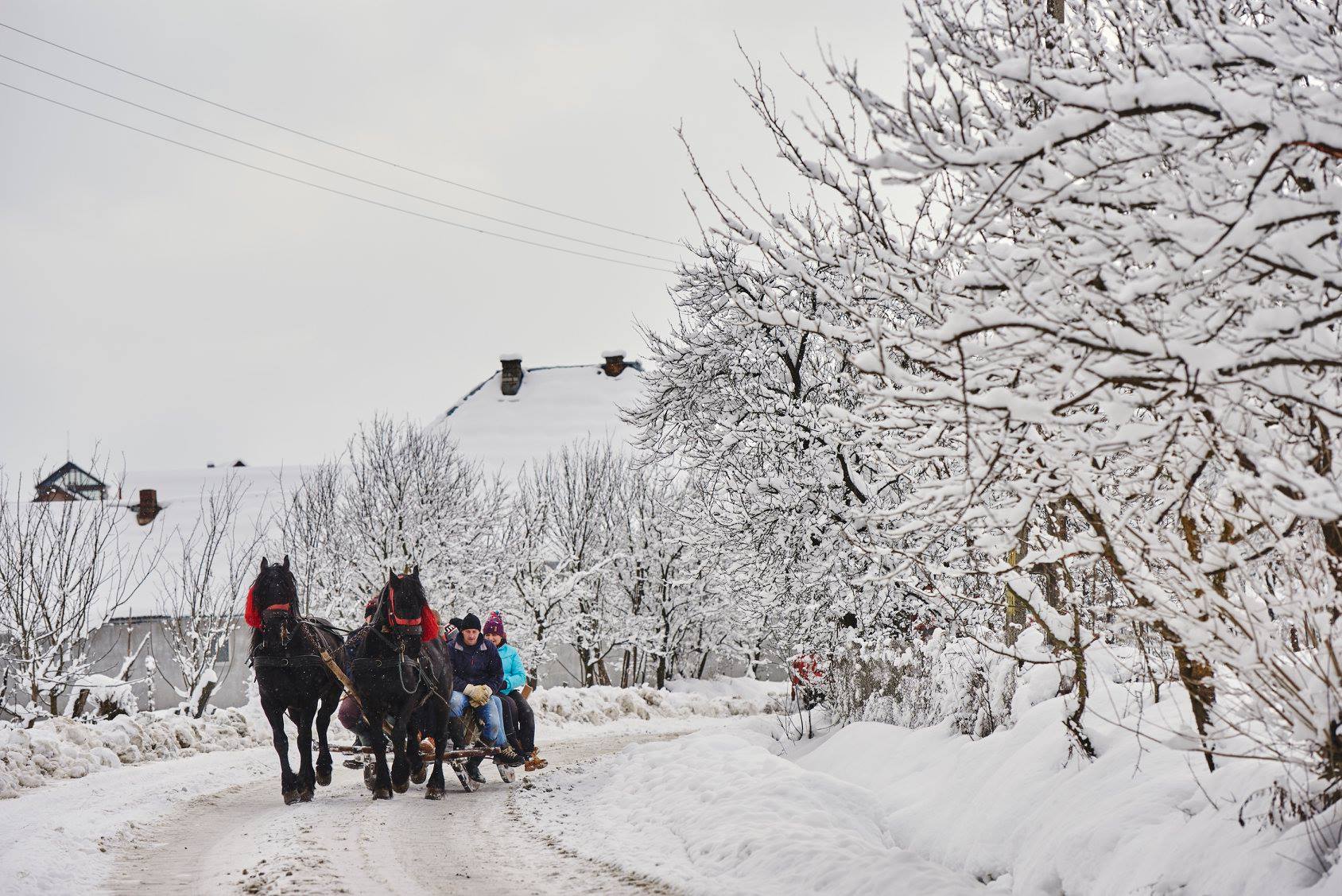 Plimbări cu sania trase de cai în Maramureș